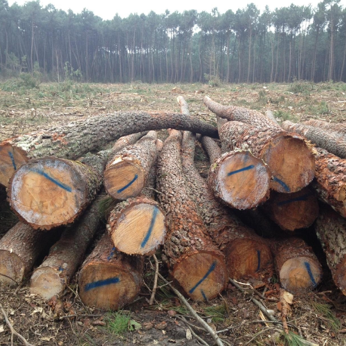 Stammholz – Kiefer – Bild 2