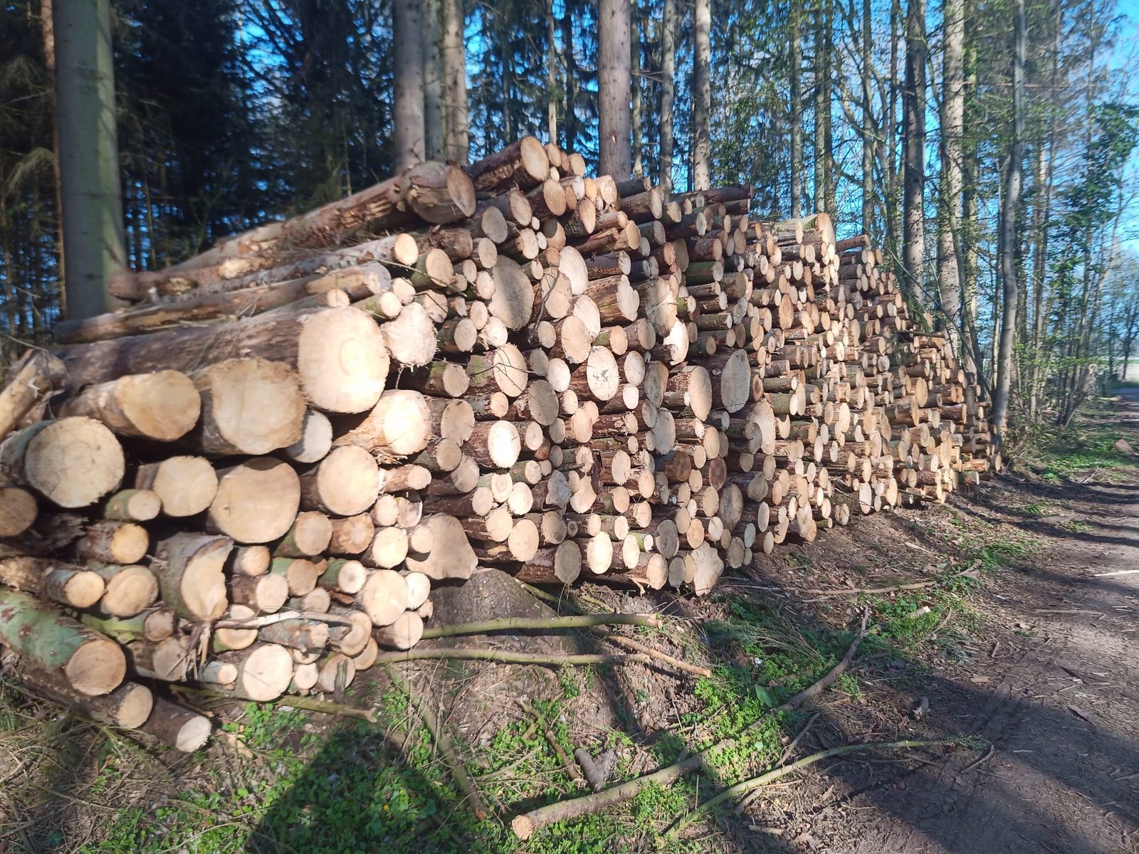 Stammholz – Nadelholz