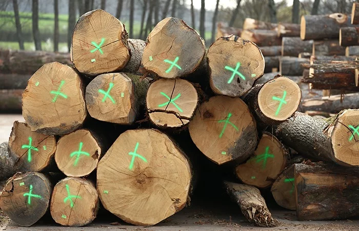 Stammholz – Eiche – Bild 2