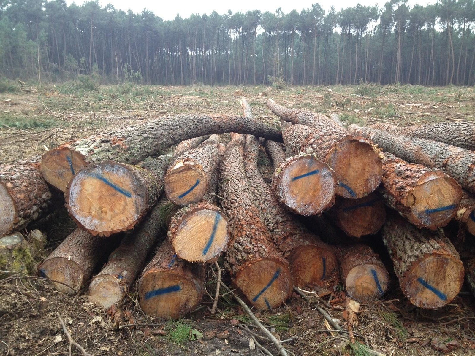 Stammholz – Kiefer