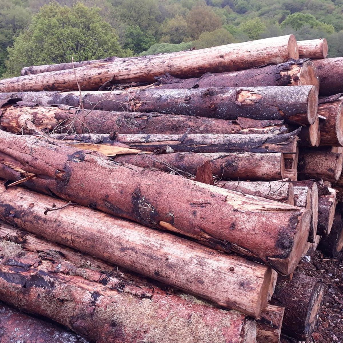 Stammholz – Fichte